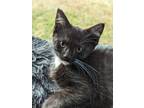 Adopt Bebop a Black & White or Tuxedo Domestic Shorthair (short coat) cat in