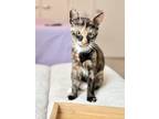 Adopt Geneva (Must Go Home With Another Cat) a Calico or Dilute Calico Domestic