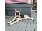 Adopt Margo a Black - with Tan, Yellow or Fawn German Shepherd Dog / Mixed dog