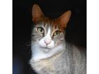 Adopt Lilac a Brown or Chocolate Domestic Shorthair / Mixed cat in West Palm
