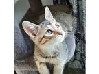 Adopt Peanut Butter a Brown Tabby Tabby (short coat) cat in Garden City