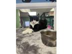 Adopt Todd a Black & White or Tuxedo Domestic Shorthair (short coat) cat in