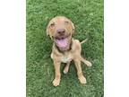 Adopt Dash a Tan/Yellow/Fawn Labrador Retriever / Catahoula Leopard Dog / Mixed