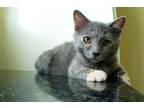 Adopt Bonnie a Calico or Dilute Calico Manx (short coat) cat in Columbia