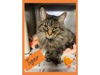 Adopt Tiger a Brown or Chocolate Domestic Longhair / Domestic Shorthair / Mixed