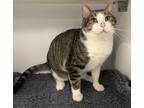 Adopt Perch a Domestic Shorthair / Mixed (short coat) cat in Neosho