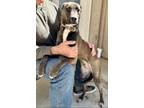 Adopt Jason (Courtesy Post) a Brown/Chocolate - with White Labrador Retriever /