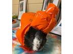 Adopt Domino(Bonded w/Uno) a White Guinea Pig / Guinea Pig / Mixed small animal