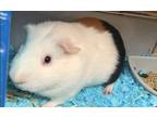 Adopt Vanilli(Millie) a White Guinea Pig / Guinea Pig / Mixed small animal in