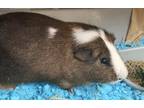 Adopt Milli(Vanilli) a Brown or Chocolate Guinea Pig / Guinea Pig / Mixed small