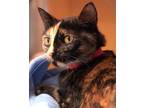 Adopt Shellee a All Black Domestic Shorthair / Domestic Shorthair / Mixed cat in