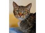 Adopt June a Tan or Fawn Domestic Shorthair / Domestic Shorthair / Mixed cat in