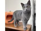 Adopt Abigail a Gray or Blue Russian Blue / Domestic Shorthair / Mixed cat in