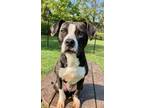 Adopt Diablo a Black American Pit Bull Terrier / Mixed dog in Belmont