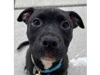 Adopt Daisy Quokka a Black American Pit Bull Terrier / Mixed dog in Kansas City