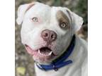 Adopt Orson Bear a White American Pit Bull Terrier / Mixed dog in Kansas City
