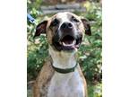 Adopt Sarah a Brindle American Staffordshire Terrier / Mixed dog in San Antonio