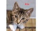 Adopt Kia a Tiger Striped Domestic Shorthair (short coat) cat in Colfax