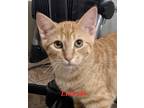 Adopt Lincoln a Orange or Red Domestic Shorthair (short coat) cat in Colfax
