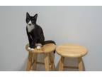 Adopt Tux, loving, great with cats a Black & White or Tuxedo Domestic Shorthair