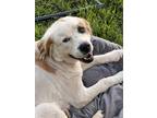 Adopt Carry a White - with Tan, Yellow or Fawn St. Bernard / Great Pyrenees /