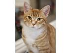 Adopt Marvin a Orange or Red Domestic Shorthair / Domestic Shorthair / Mixed cat