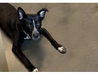 Adopt Fuse (Available In Fostercare) a Black Mixed Breed (Medium) / Mixed dog in