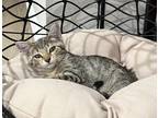 Adopt Velma a Gray, Blue or Silver Tabby Tabby (short coat) cat in Bentonville