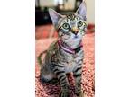 Adopt Chili a Tiger Striped Domestic Shorthair (short coat) cat in Bentonville