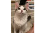Adopt Ash a Gray, Blue or Silver Tabby Domestic Mediumhair (medium coat) cat in