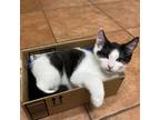 Adopt Archie a White Domestic Shorthair / Mixed cat in Valdosta, GA (38726965)