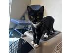 Adopt Sneezy a All Black Domestic Shorthair / Mixed cat in Buffalo