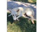 Adopt Tess a Shepherd (Unknown Type) / Mixed dog in Brownwood, TX (38805012)