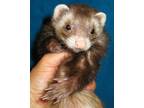 Adopt Mini Moose a Ferret small animal in Lyons, IL (38842730)