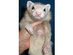 Adopt Lady Legs a Ferret small animal in Lyons, IL (38842729)