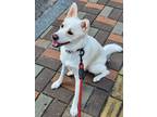 Adopt Rai a White Shiba Inu / Jindo / Mixed dog in Palisades Park, NJ (38466320)