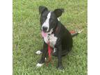 Adopt Jack a Black Mixed Breed (Medium) / Mixed dog in Memphis, TN (38611632)