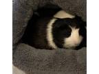 Adopt Daisy a Guinea Pig small animal in Las Vegas, NV (38265442)