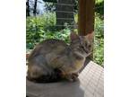 Adopt Glory a Tan or Fawn (Mostly) Domestic Shorthair (short coat) cat in