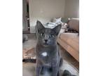 Adopt Batty a Gray or Blue Domestic Shorthair / Mixed cat in Muskegon