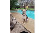 Adopt Sadie a Catahoula Leopard Dog / Mixed dog in Garland, TX (36319167)