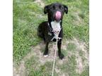 Adopt Zahara (Bubble Guppy) a Black Mixed Breed (Medium) / Mixed dog in