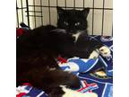 Adopt Momma Shake a All Black Domestic Mediumhair / Mixed cat in Inwood