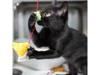 Adopt Rain a All Black Domestic Shorthair / Mixed cat in Jefferson City