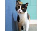 Adopt Jolene a Calico or Dilute Calico Domestic Shorthair / Mixed cat in