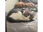 Adopt Joel a Gray or Blue Domestic Shorthair / Mixed cat in Lantana