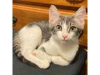 Adopt Benji a Gray or Blue Domestic Shorthair / Mixed cat in Lantana