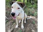 Adopt Jinx a White - with Tan, Yellow or Fawn Pit Bull Terrier / Mixed dog in