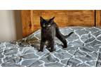 Adopt Sonic a Black (Mostly) Domestic Shorthair (short coat) cat in Westland