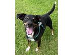 Adopt Waylon a Black Australian Cattle Dog / Mixed dog in Wenatchee
